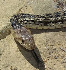 There are 8 subspecies of gopher snakes that can be found across north america (from canada to mexico). Pituophis Catenifer Wikipedia