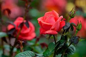 Roses In Garden Red Pretty Bonito