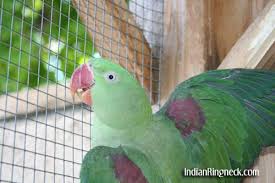 alexandrine parakeets indianringneck com