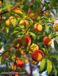 fruit tree varieties for arizona