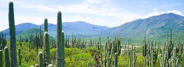 29 de mayo a las 09:25 ·. Tehuacan Cuicatlan Biosphere Reserve Mexico