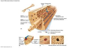 Because of its strength, the compact bone makes it possible for the bone to support weight. Microscopic Anatomy Of Compact Bone Anatomy Drawing Diagram