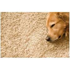 shaw clean market drayton carpet