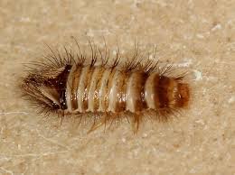 carpet beetle larva anthrenus