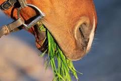 can-horses-eat-peas