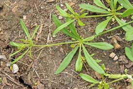 carpetweed mollugo verticillata