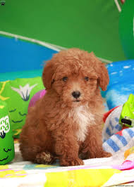 scooter miniature poodle puppy for