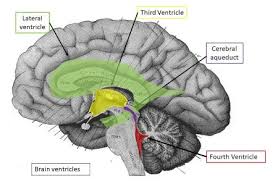 the third ventricle of the brain is