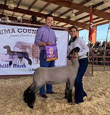 beam ranch club lambs winners