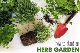 How To Grow Herbs For Cooking Home
