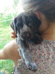 The german shorthaired pointer gets along well with children, but caution should be exercised with young children as the german shorthaired pointer is quite. Mix Gsp Gwp German Shorthair Cute Animals Puppies
