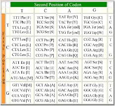 universal genetic code starting matrix
