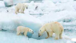Polar Bear photos, facts, and map
