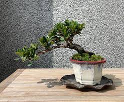 Japanese Dharma Gardenia Bonsai