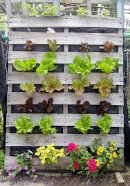 vertical lettuce garden