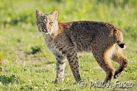 Many different species of mammal can be classified as cats (felids) in the united states. Bobcat