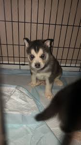 Sur.ly for drupal sur.ly extension for both major drupal version is free of charge. Siberian Husky Puppies For Sale Evans Co 317029