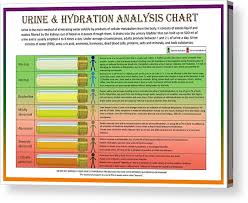Urine And Hydration Analysis Chart Acrylic Print