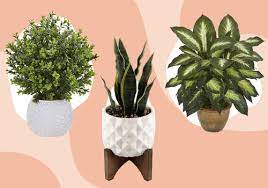 The 11 Best Places To Fake Plants