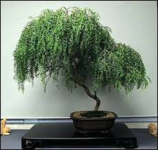 * images shown are of mature plants. Amazon Com Bonsai Dwarf Weeping Willow Tree Large Thick Truck Cutting Ready To Plant Get A Rare Dwarf Bonsai Tree Very Fast Garden Outdoor