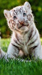 cute baby tiger bengal tiger baby cute