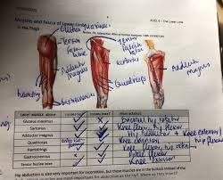 Most muscles have several anatomic actions. Biom20002 Adsl 6 The Lower Limb Muscles And Fasc Chegg Com