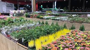 Feira Flores De Holambra Começa Nesta