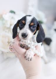 miniature mini dachshund puppies for