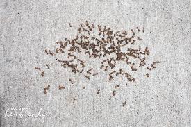 kill fire ants homemade solution
