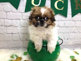 Over 987 pekingese puppy pictures to choose from, with no signup needed. Pekingese Puppies Petland Pickerington