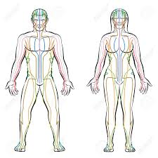 Meridian System Colored Meridians Of Male And Female Body Alternative