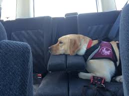 Can My Puppy Ride In The Front Seat Of