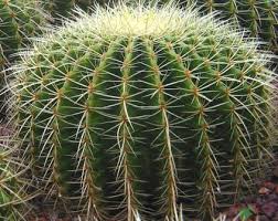 The location sounds good, with lots of sun through the window the southern orientation will be ideal in the winter when the sun is lower in the sky, provided there are not too pictures here of flower and fruit from the local barrel cactus. Top 12 Cacti And Succulents For Full Sun Succulent Plant Care