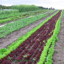 7 vegetable garden layout ideas to grow