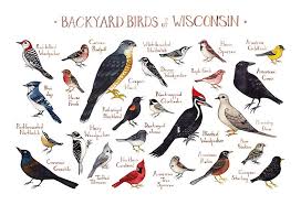 Backyard Birds Of Wisconsin Field Guide Art Print