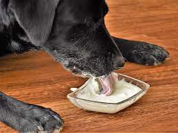 can dogs eat yogurt a guide dog