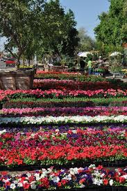 Gardens nursery has had success in the nursery industry for over 5 years with a great reputation that speaks volumes when you sell plants and flowers online. 7 Adorable Plant Shops Nurseries Near You In Phoenix Urbanmatter Phoenix