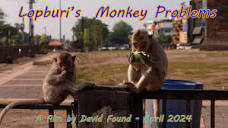 Lopburi's Monkey Problems - A Film by David Found on April 1st ...