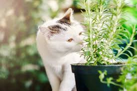 7 herbs that are safe for cats ones