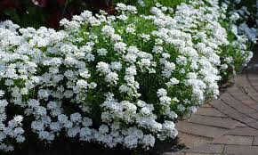 It should stay in place without constant pruning. Candytuft Easy Growing Perennial Border Plants Epic Gardening