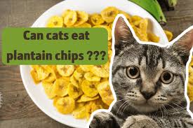 can cats eat plantain chips 3