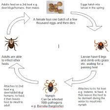 Pictures Of Tick Life Cycle Kidskunst Info