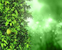 green tree background images free