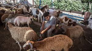 While many muslims observed eid on tuesday, millions of other muslims, including pakistan, india, bangladesh and other, have just begun their eid celebrations. Eid Al Adha 2018 Why Do Muslims Sacrifice An Animal On Bakrid