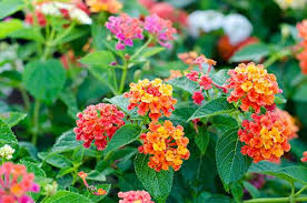 Top 10 Easy To Grow Flowers For