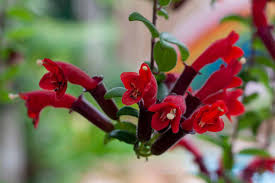 how to grow and care for lipstick vines