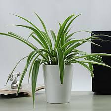 Which Are The Best Air Purifying Plants