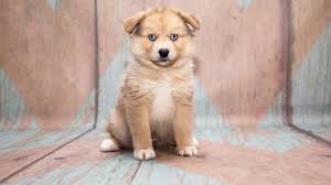 Pomsky Breed Profile Fun Facts And Common Health Problems