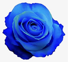 Correctly combining the colors of flowers, you can create a work of art! Blue Rose Png Images Free Transparent Blue Rose Download Kindpng