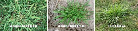 Unlike coarse tall fescue, crabgrass is controllable using a special crabgrass killer called drive xlr8. Lawn Tips Crabgrass